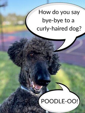 Poodle Dog Riddle....